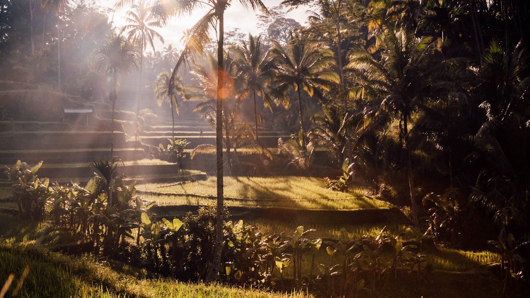 bali rice terrace villa